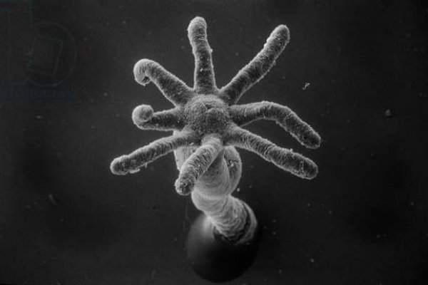 Kraken 19at