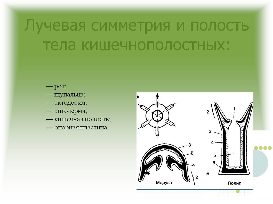 Kraken оригинальная ссылка